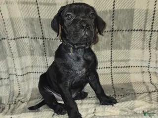 Cane Corso dogs Chloe - Ad 22