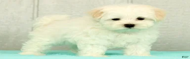 Benji