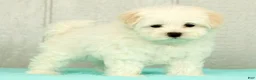 Maltese dogs for sale: Benji - Ad 1