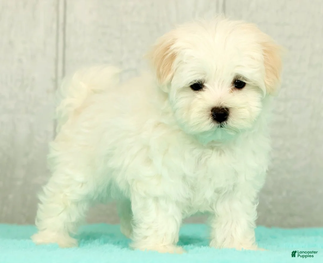 Maltese dogs for sale: Benji - Ad 1