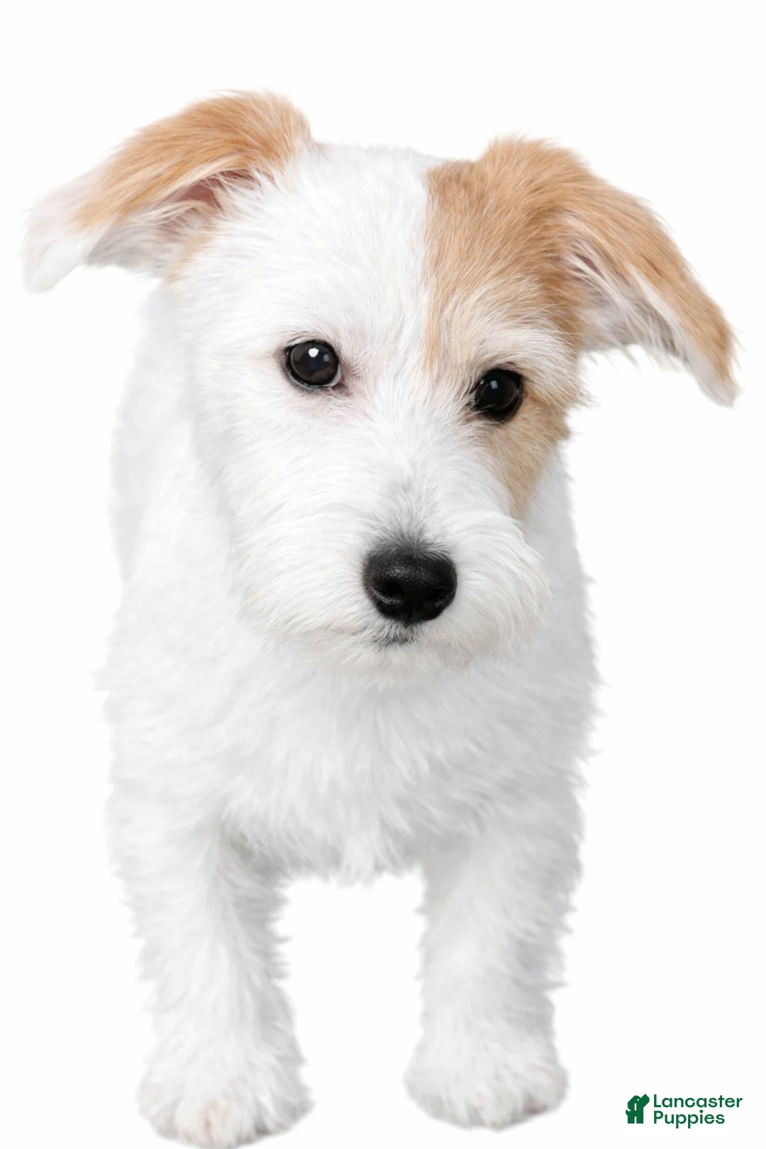 Morkie dogs for sale: Star - Ad 1