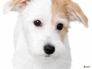 Morkie dogs Star - Ad 34