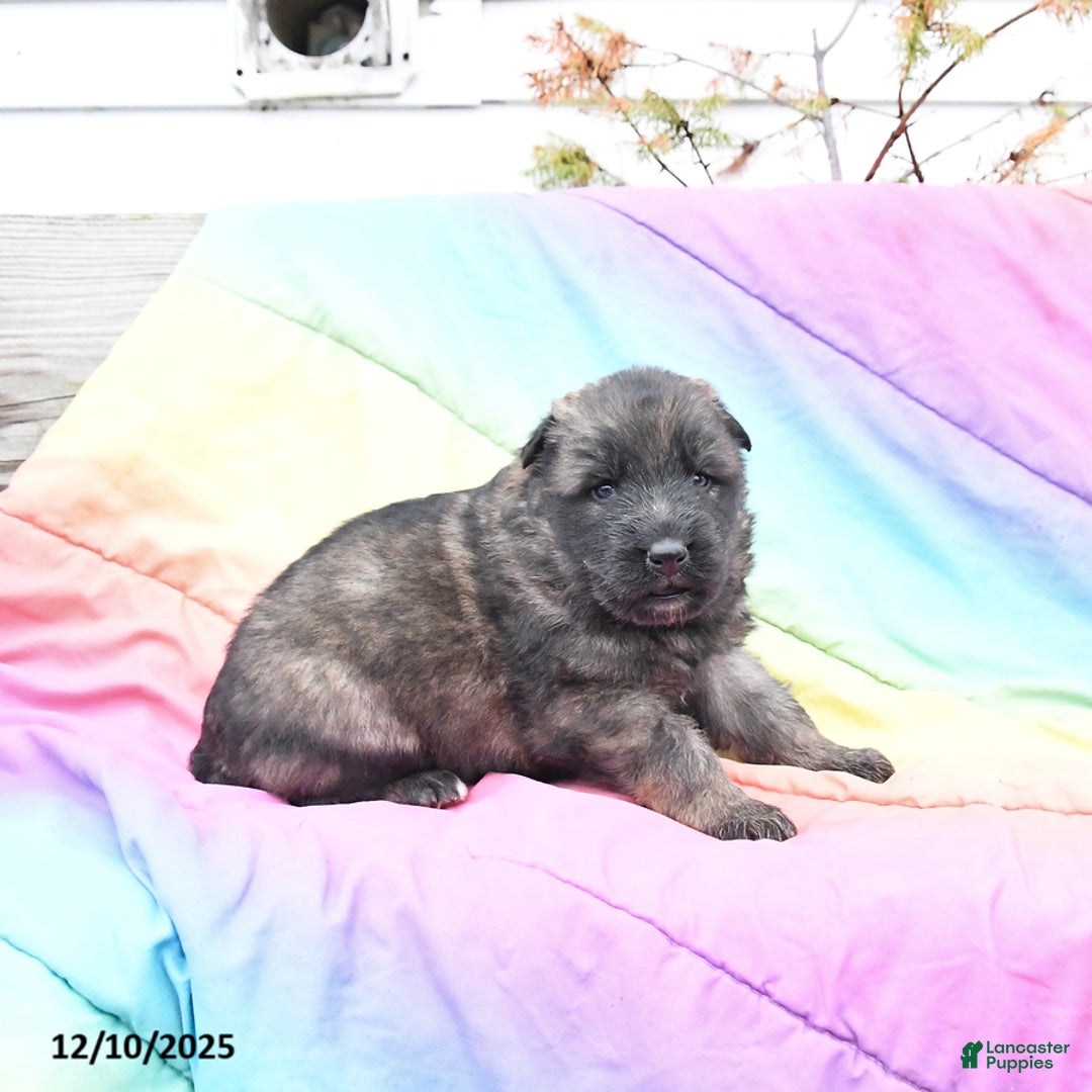 German Shepherd dogs for sale: Lucky - Ad 2