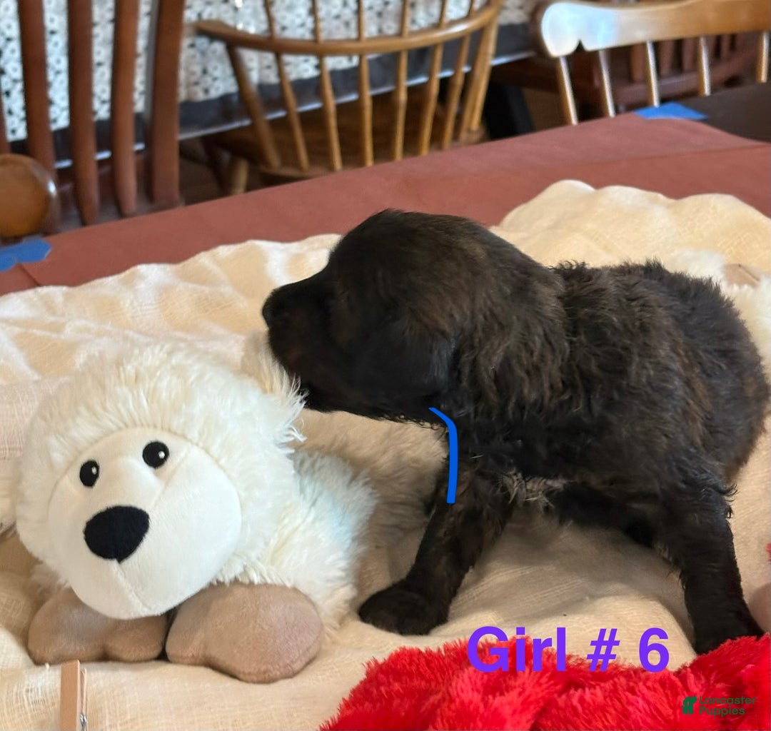 Mixed Breed dogs for sale: Female # 5 English  Shepherd Doodle  - Ad 7