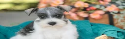 Miniature Schnauzer dogs for sale: Quinn Miniature Schnauzer  - Ad 3