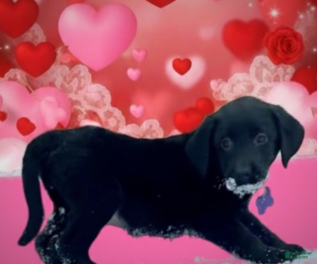 Labrador Retriever dogs for sale: Labrador Retriever Puppy 1 - Ad 2