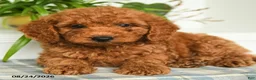 Mini Goldendoodle dogs for sale: Tristan - Ad 4
