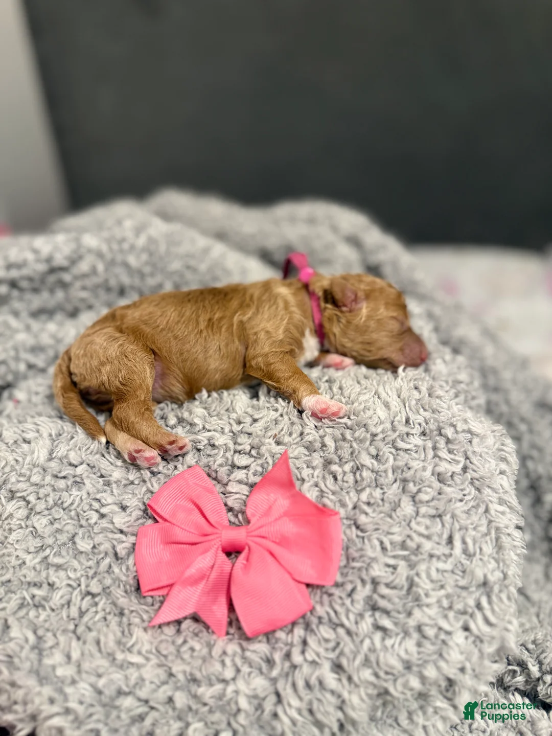 Miniature Poodle dogs for sale: Sunny - Ad 2