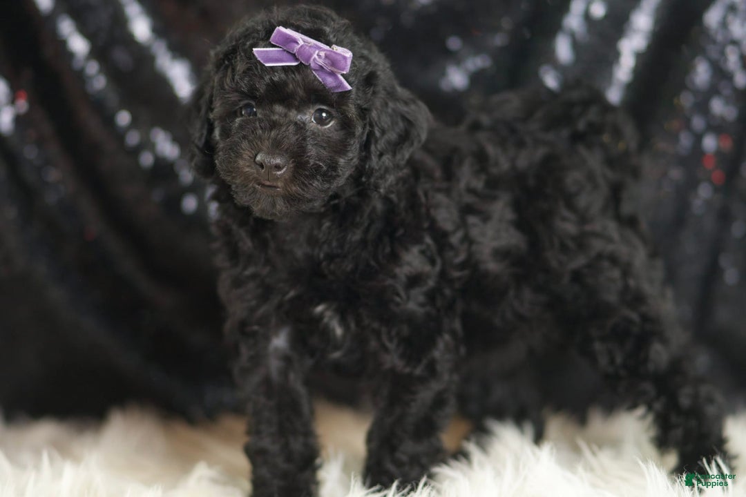 Mini Goldendoodle dogs for sale: Smiles - Ad 4