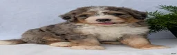 Mini Bernedoodle dogs for sale: Mini Baker  - Ad 3