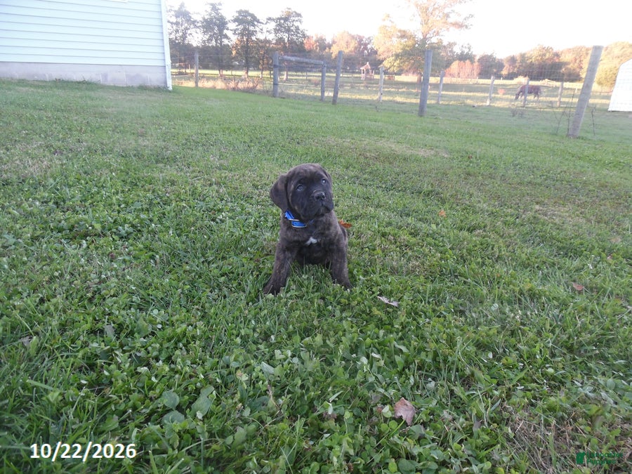 Cane Corso dogs for sale: Axle - Ad 1