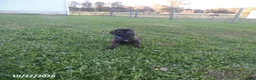 Cane Corso dogs for sale: Axle - Ad 1