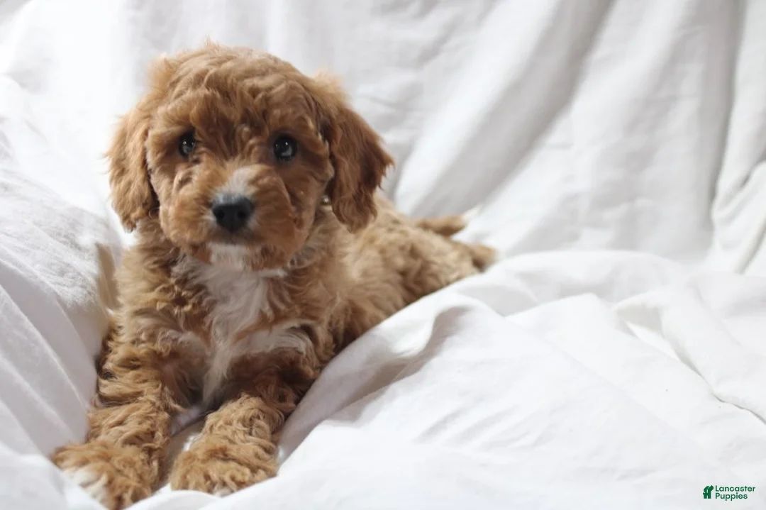 Mixed Breed dogs for sale: CavaPooChon female JINGLE - Ad 1