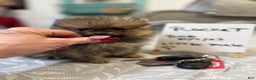 Pomeranian dogs for sale: Tiny ROCKET MAN - Ad 3