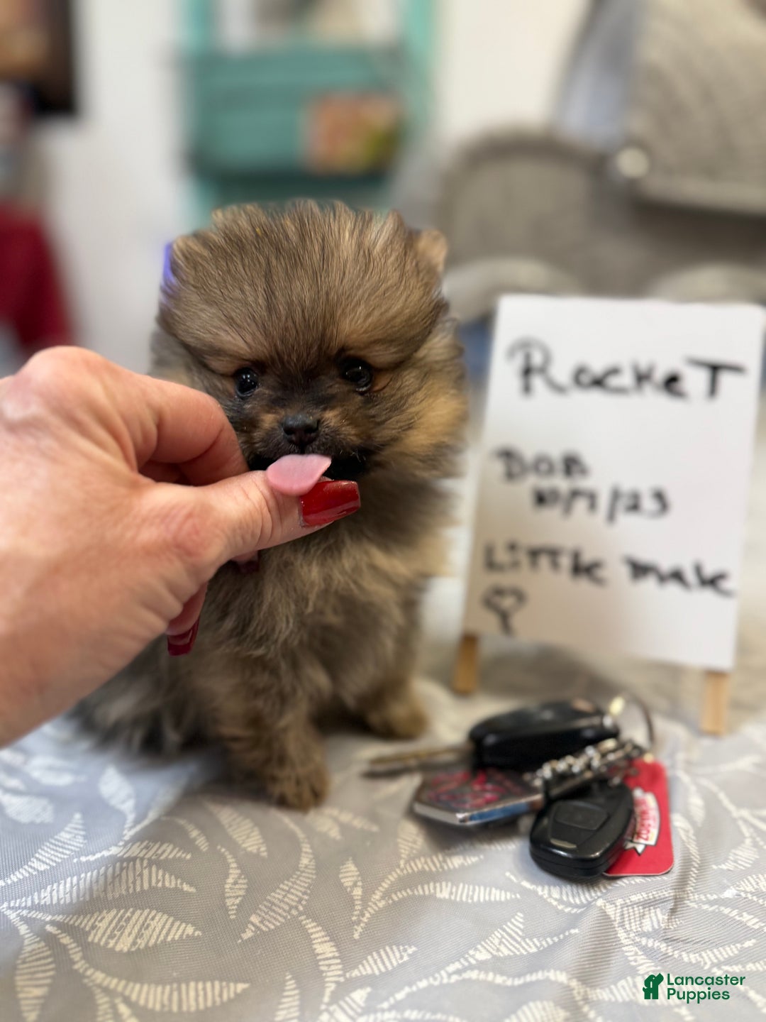 Pomeranian dogs for sale: Tiny ROCKET MAN - Ad 3