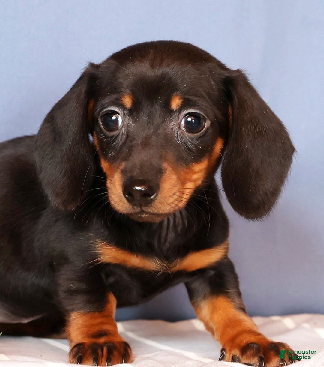 Miniature Dachshund dogs for sale: Izzy - Ad 9