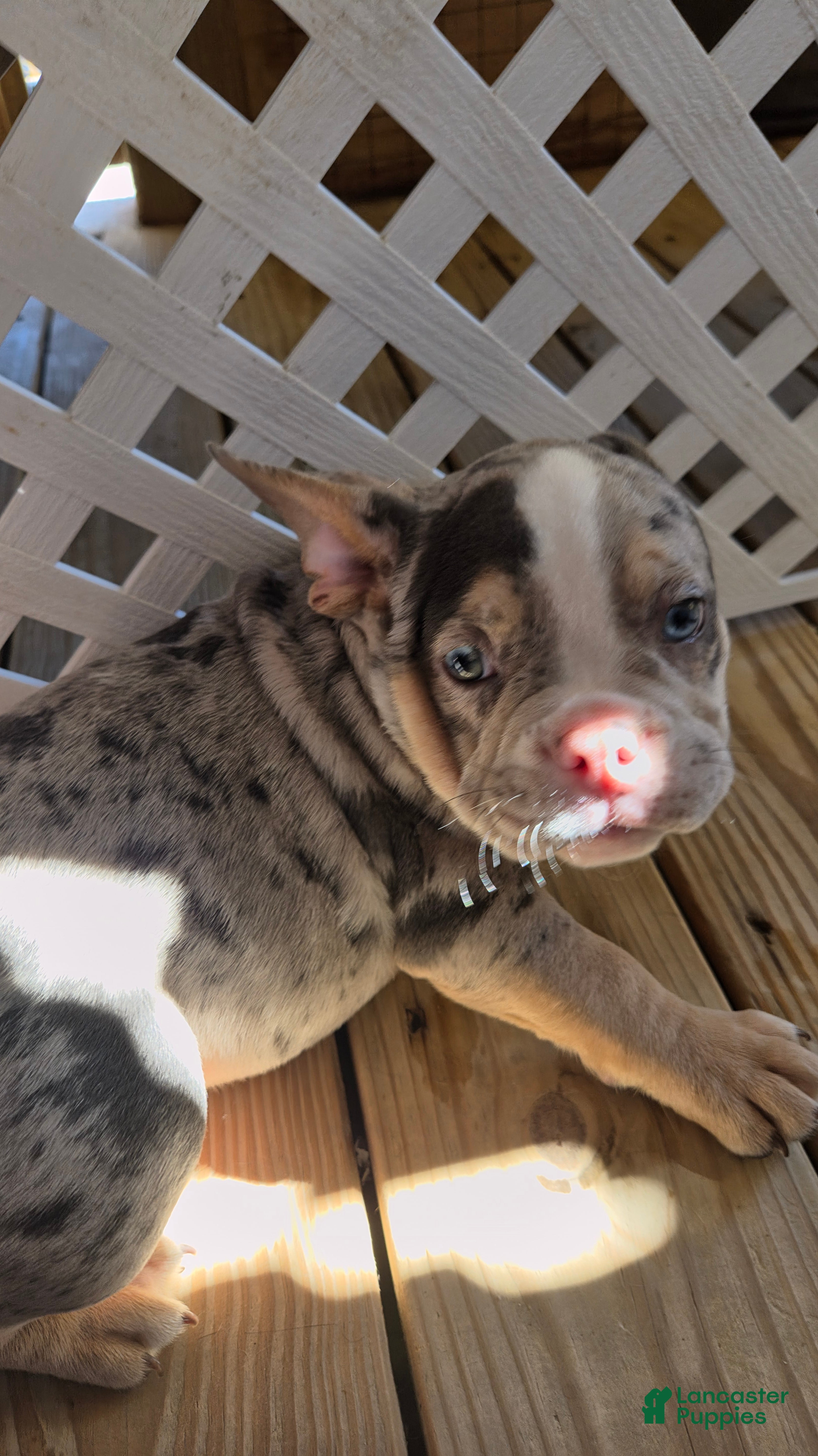 American Bully dogs American Bully 2 - Ad 14