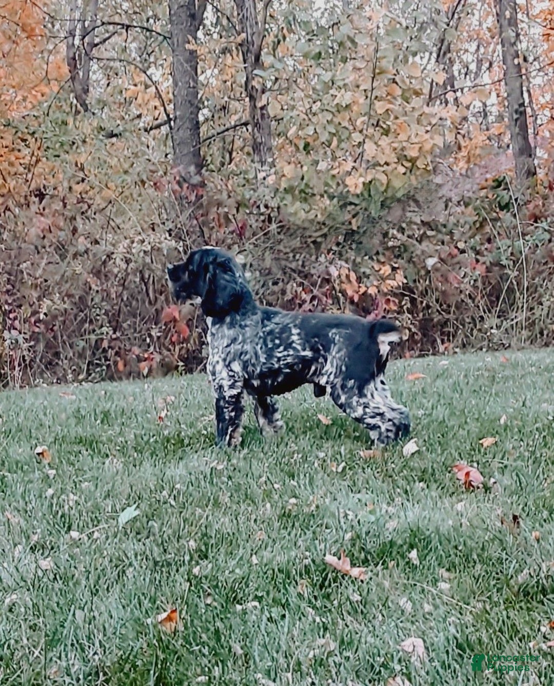 Cocker Spaniel dogs for sale: Jarvis - Ad 7