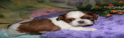 Shih Tzu dogs for sale: Jolene - Ad 6