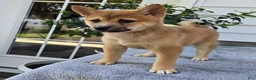 Shiba Inu dogs for sale: Mickey - Ad 2