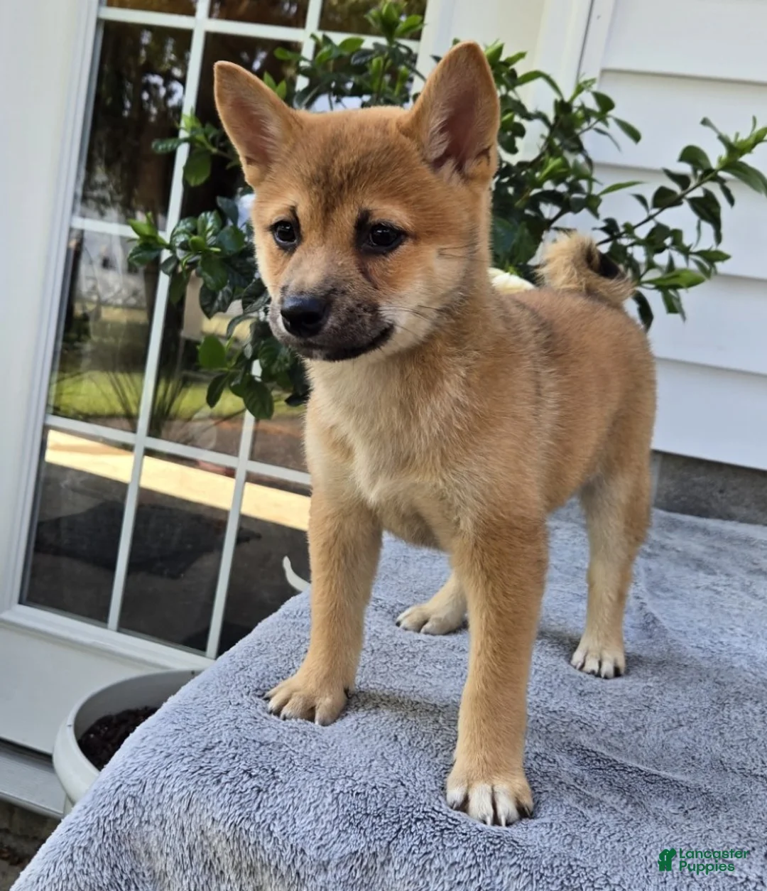 Shiba Inu dogs for sale: Mickey - Ad 2