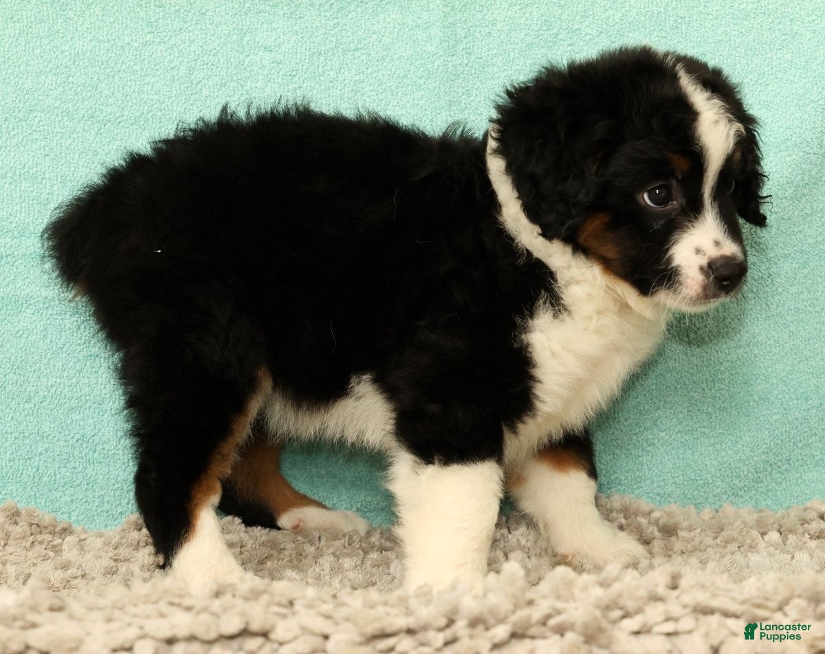Mini Aussiedoodle dogs Lonnie - Ad 2