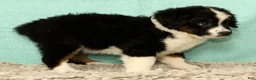 Mini Aussiedoodle dogs for sale: Lonnie - Ad 2