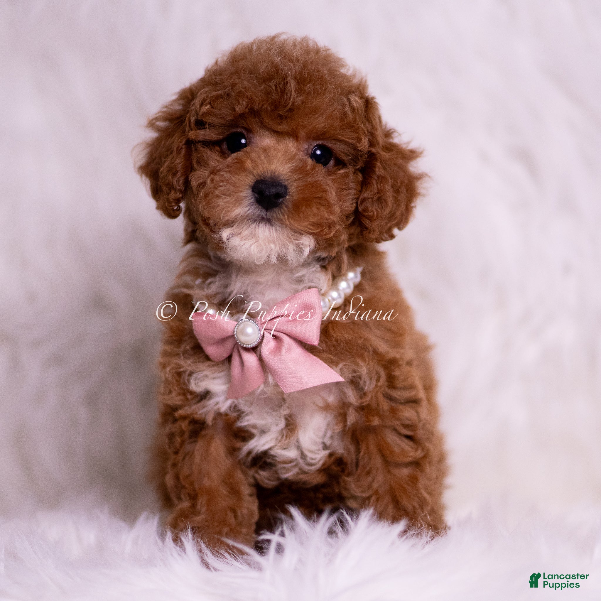 Maltipoo dogs Princess F1B - Ad 35