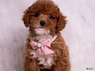 Maltipoo dogs Princess F1B - Ad 35
