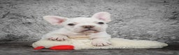 French Bulldog dogs for sale: Duramax - Ad 7