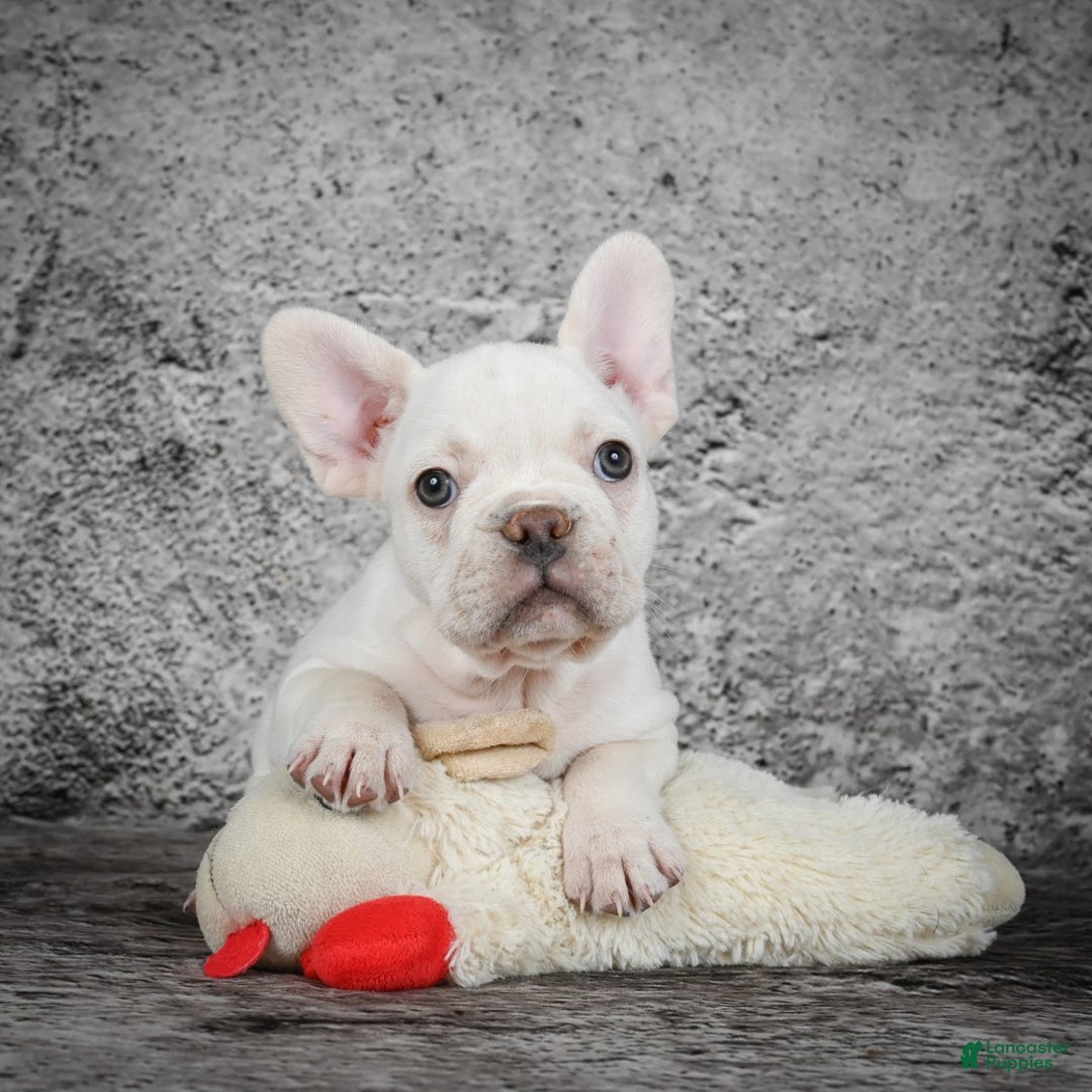 French Bulldog dogs for sale: Duramax - Ad 7