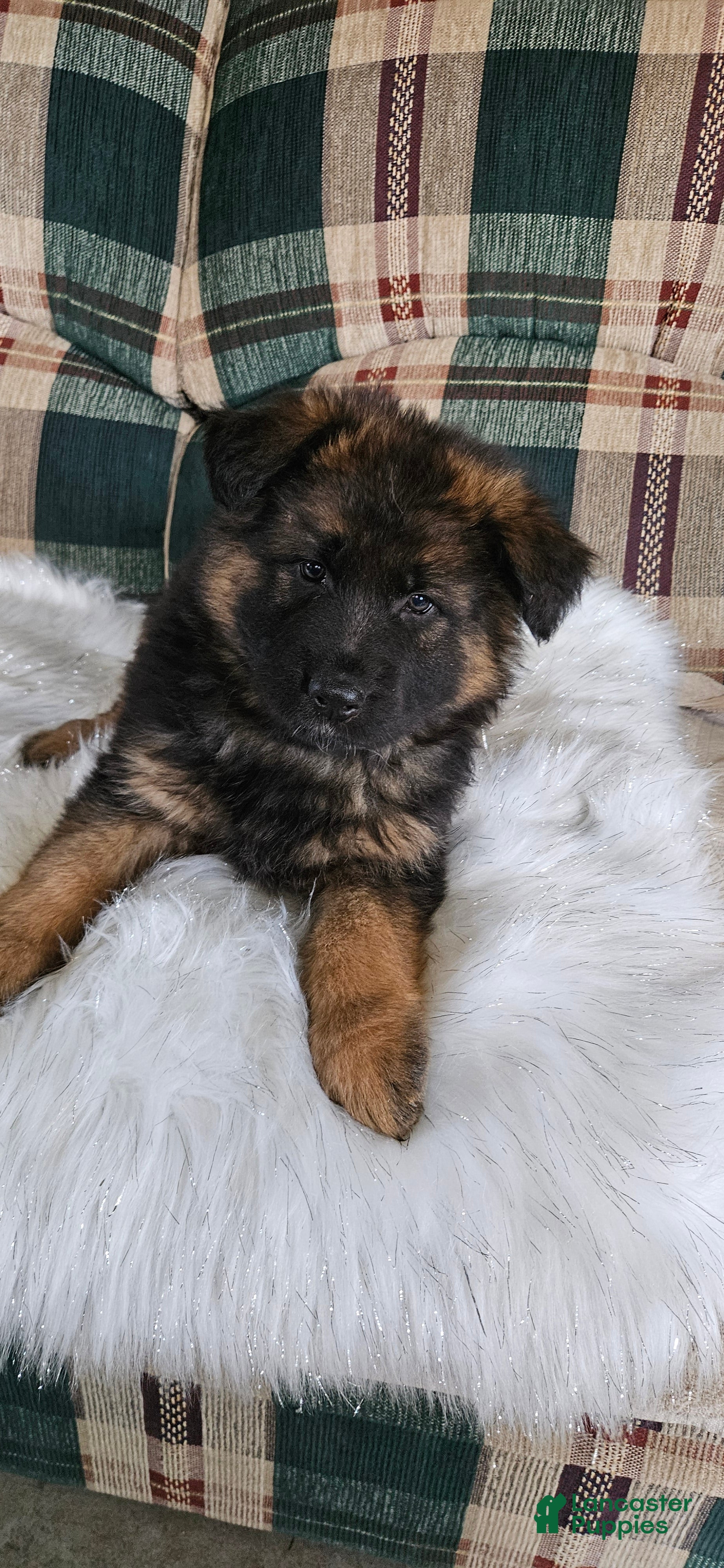 German Shepherd dogs Lainey - Ad 2