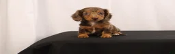 Dachshund dogs for sale: Pinto - Ad 7