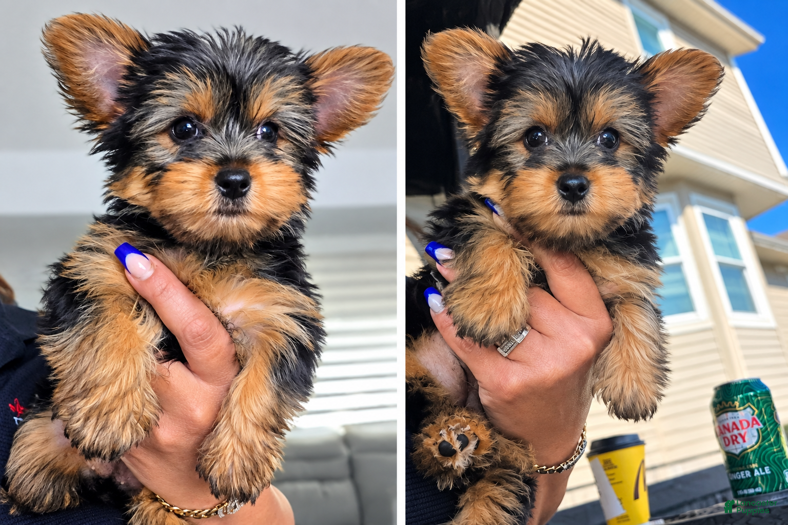 Yorkshire Terrier dogs Yorkshire Terrier 1 female tiny  - Ad 1