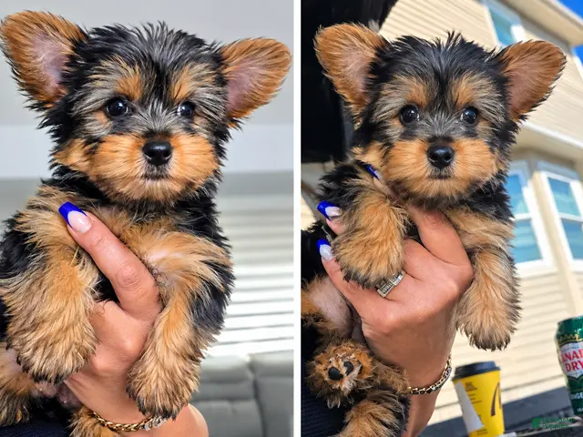 Yorkshire Terrier dogs for sale: Yorkshire Terrier 1 female tiny - Ad 1