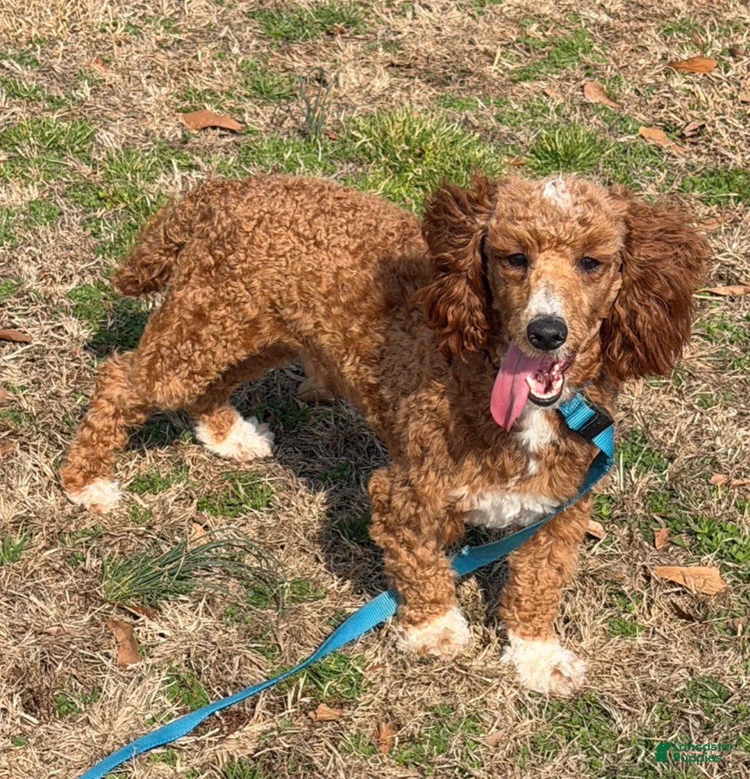 Miniature Poodle dogs for sale: Boomer - Ad 3