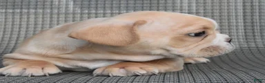 French Bulldog 2