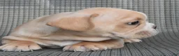 French Bulldog dogs for sale: French Bulldog 2 - Ad 1