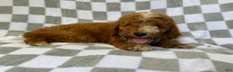 Mini Goldendoodle dogs for sale: Cosmo - Ad 4