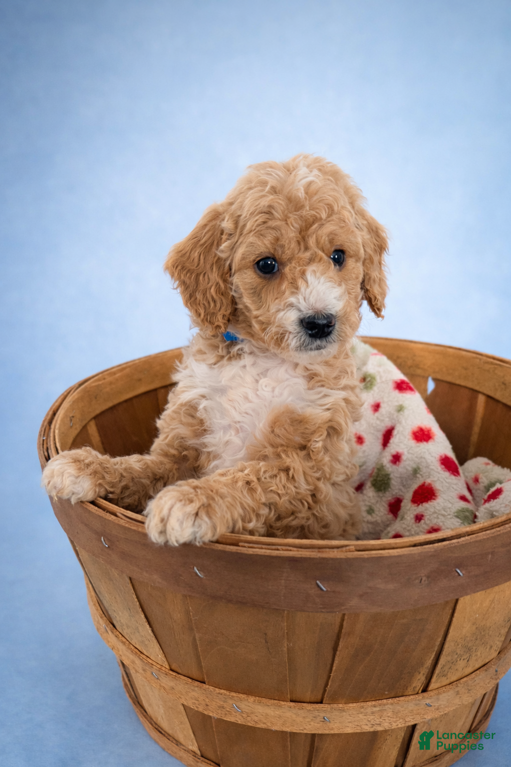 Mini Goldendoodle dogs Cooper - Ad 1