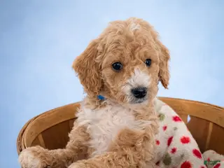 Mini Goldendoodle dogs for sale: Cooper - Ad 4