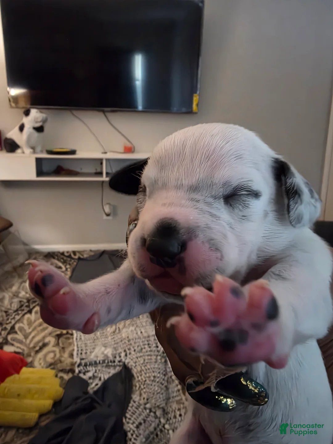 Dalmatian dogs for sale: Dalmatian Puppy 4 - Ad 1