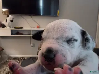 Dalmatian dogs Dalmatian Puppy 4 - Ad 15