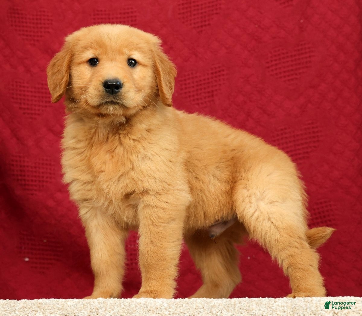 Golden Retriever dogs for sale: Quinn - Ad 1