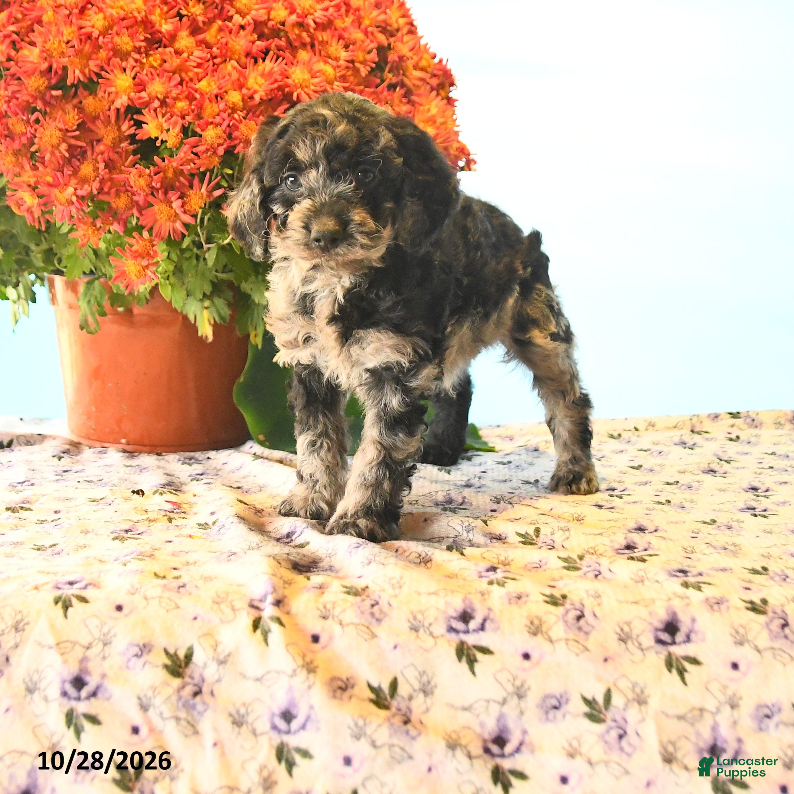Cockapoo dogs for sale: Cruiser - Ad 1