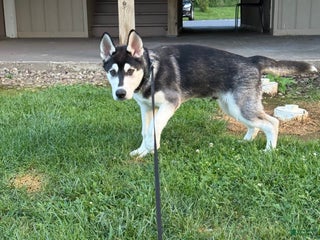 Gerberian Shepsky dogs - Ad 28