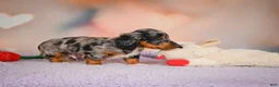 Dachshund dogs for sale: Tatum  - Ad 5