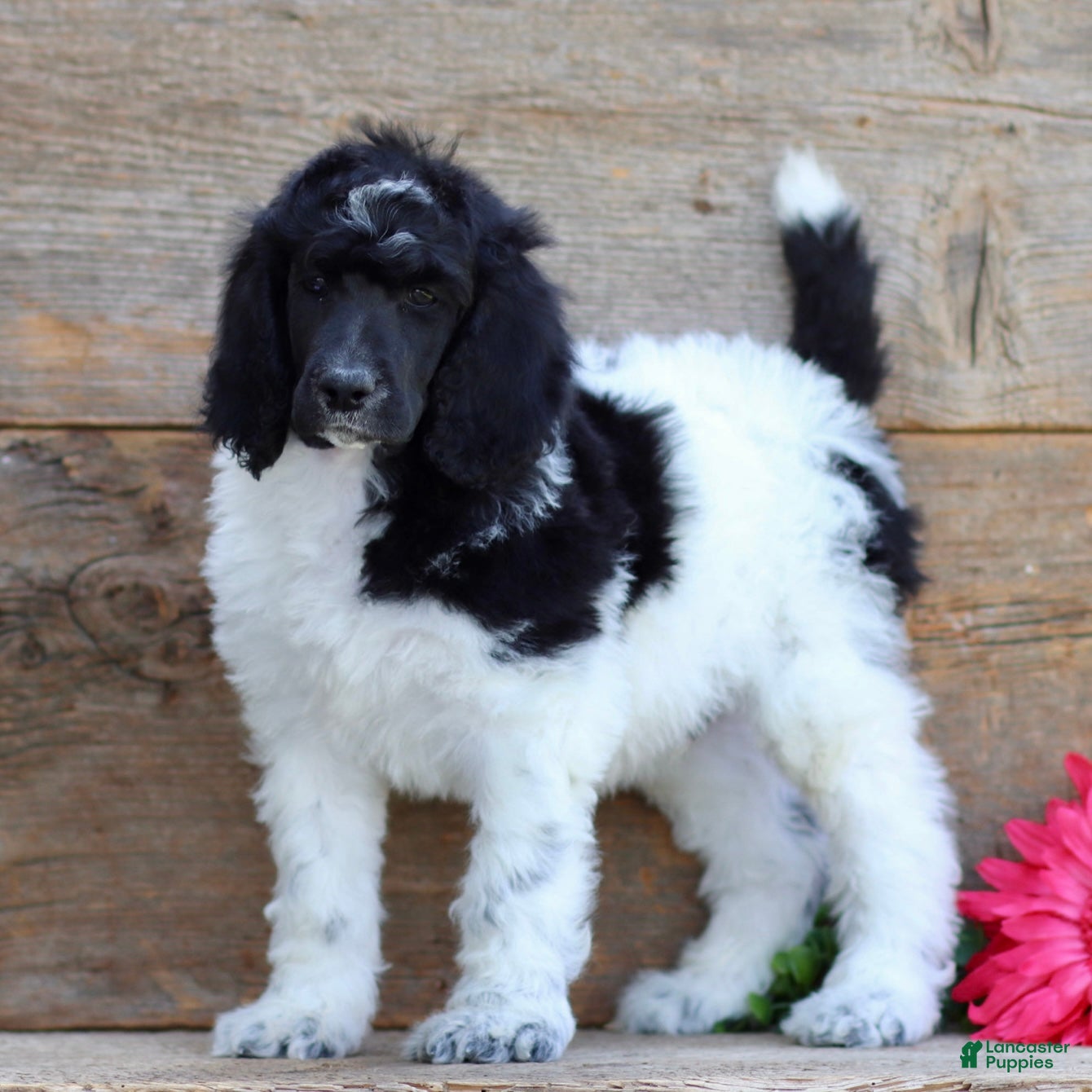 Standard Poodle dogs Teddy - Ad 1