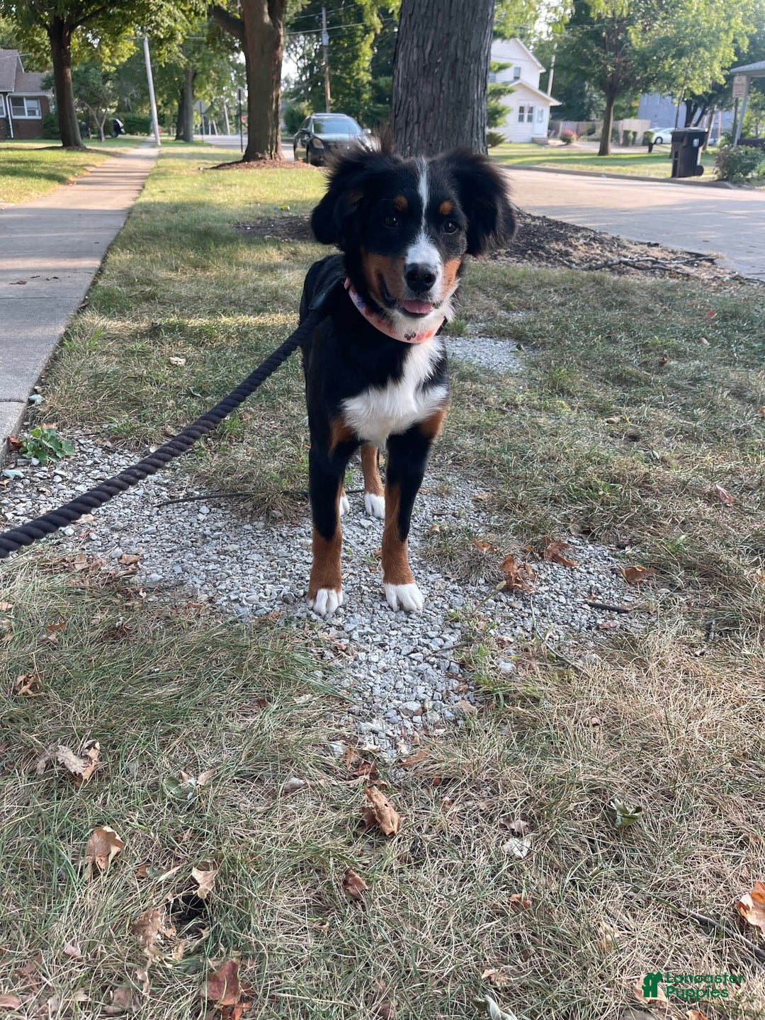 Gallery Image {{count}}