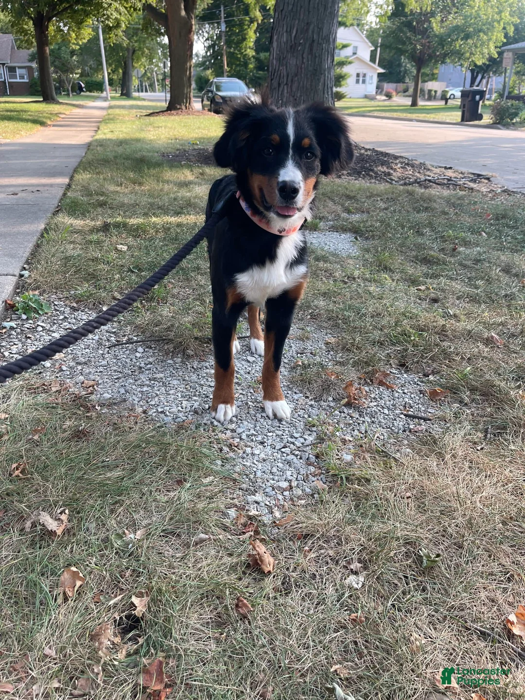 Gallery Image {{count}}